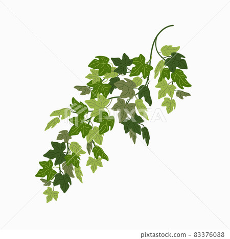 Ivy vine, green leaves of a creeper plant isolated on white background. Vector illustration in flat cartoon style. Ivy vine, green leaves of a creeper plant isolated on white background. Vector illustration in flat cartoon style. 83376088