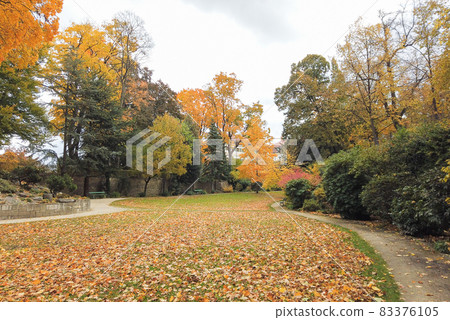Autumn leaves and trees in the park Autumn leaves and trees in the park 83376105