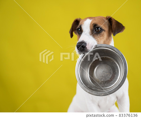 Hungry jack russell terrier holding an empty bowl on a yellow background. The dog asks for food. 83376136