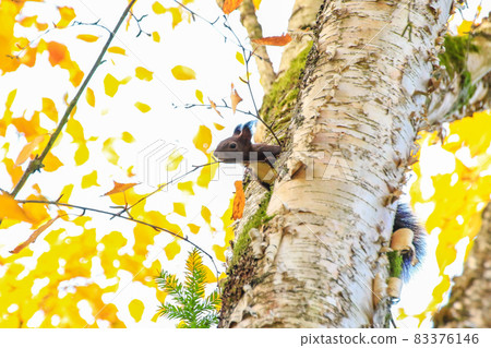 Portrait of Eurasian red squirrel climbing on tree on an Autumn day Portrait of Eurasian red squirrel climbing on tree on an Autumn day 83376146