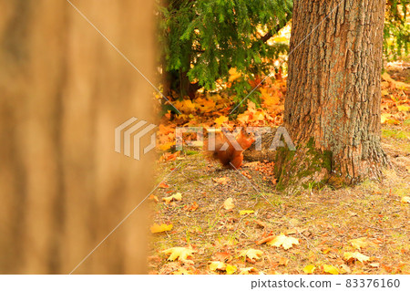 Portrait of Eurasian red squirrel climbing on tree and eating acorn Portrait of Eurasian red squirrel climbing on tree and eating acorn 83376160