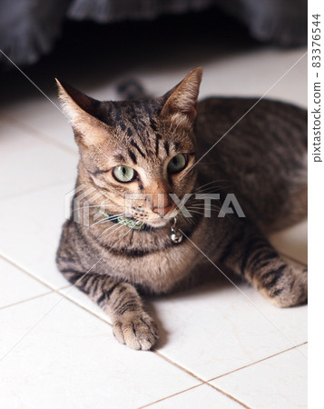 cute short hair young asian kitten grey and black stripes home cat relaxing lazy on wooden floor portrait shot selective focus blur background 83376544
