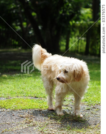 lovely hairy white cute dog looks like small terrier breed on green grass garden floor relaxing outdoor portraits closeup makes funny face with blur authentic environment background lovely hairy white cute dog looks like small terrier breed on green grass garden floor relaxing outdoor portraits closeup makes funny face with blur authentic environment background 83376575