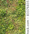 Ground with weeds 83376835