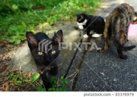 Stray cat rust pattern Mother and cute kittens are approaching the journey Stray cat rust pattern Mother and cute kittens are approaching the journey 83376979
