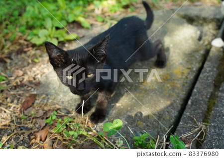 Stray cat rust pattern Mother and cute kittens are approaching the journey Stray cat rust pattern Mother and cute kittens are approaching the journey 83376980