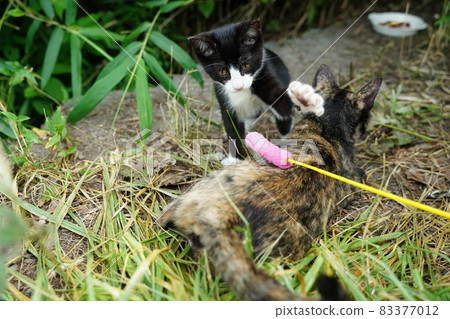 Stray cat rust pattern Mother and cute kittens are approaching the journey Stray cat rust pattern Mother and cute kittens are approaching the journey 83377012