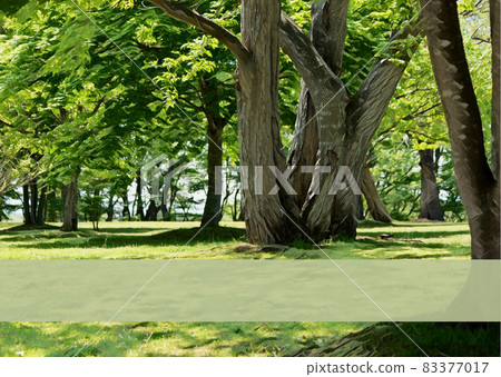 Nature forest spring postcard ratio 83377017