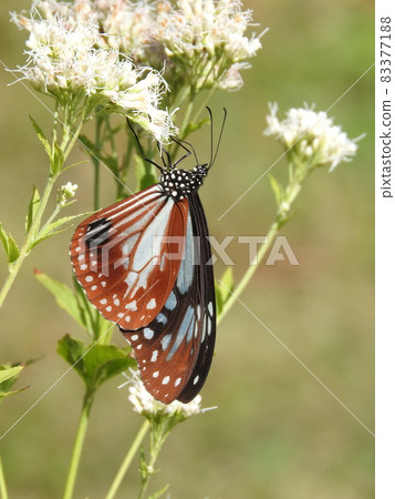 "Chestnut tiger" male sucking honey with Fujibakama flowers "Chestnut tiger" male sucking honey with Fujibakama flowers 83377188