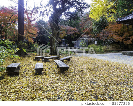 北鎌倉城池寺院內的紅葉 83377236