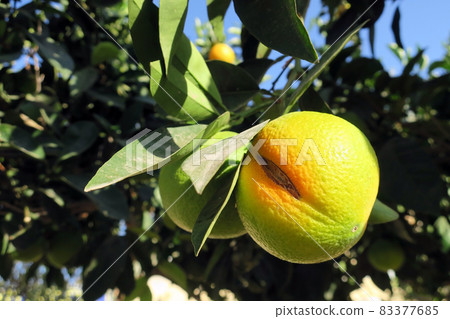 A crack in an orange fruit during ripening at the end of October in Ayia Napa Cyprus A crack in an orange fruit during ripening at the end of October in Ayia Napa Cyprus 83377685