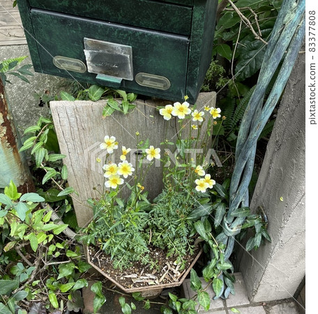綠色的柱子和黃色的花朵和樓梯 綠色的柱子和黃色的花朵和樓梯 83377808