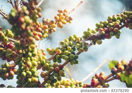 Ripe Red coffee bean berry plant fresh seed coffee tree growth in green eco organic farm. Close up red ripe seed robusta arabica berries harvest for coffee garden. Fresh coffee bean green leaf bush Ripe Red coffee bean berry plant fresh seed coffee tree growth in green eco organic farm. Close up red ripe seed robusta arabica berries harvest for coffee garden. Fresh coffee bean green leaf bush 83378290