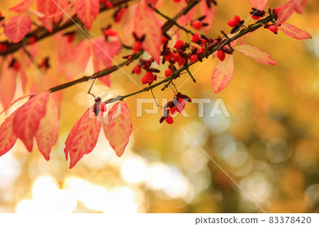 Autumn leaves and trees in the park 83378420