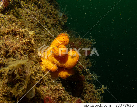A closeup picture of the soft coral dead man's fingers or Alcyonium digitatum. Picture from the Weather Islands, Skagerrak Sea, Sweden 83378630