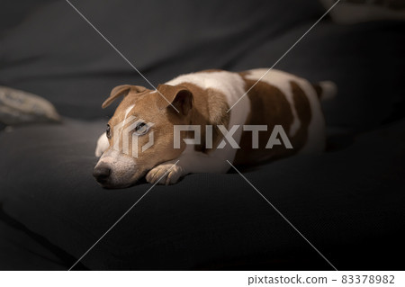 A dog resting on a sofa 83378982