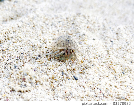 Hermit crab on the sandy beach Okinawa beach Hermit crab on the sandy beach Okinawa beach 83378983