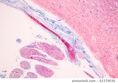 Cerebellum, Thalamus, Medulla oblongata, Spinal cord and Motor Neuron human under the microscope in Lab. 83379036