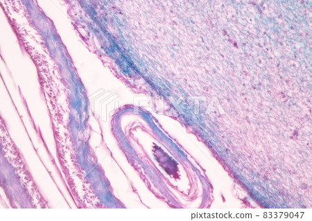 Cerebellum, Thalamus, Medulla oblongata, Spinal cord and Motor Neuron human under the microscope in Lab. 83379047