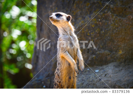 Alert meerkat also known as Suricata suricatta standing on guard Alert meerkat also known as Suricata suricatta standing on guard 83379136