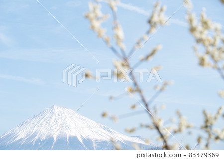 [Iwamotoyama Park] Plum blossoms and Mt. Fuji in full bloom 83379369