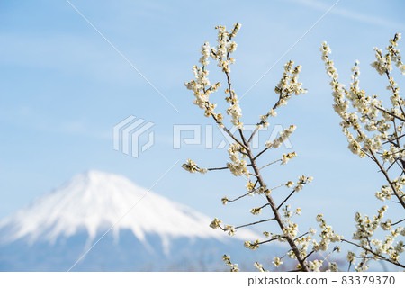 [Iwamotoyama Park] Plum blossoms and Mt. Fuji in full bloom 83379370