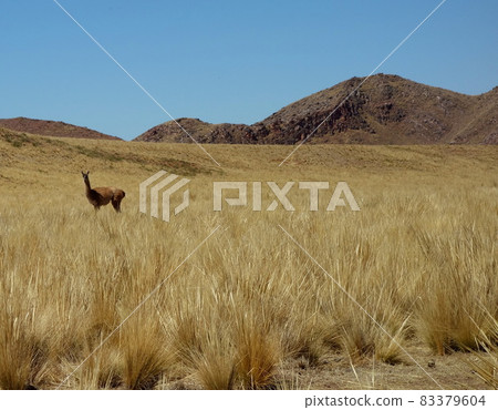 Solitary llama on yellow desert field on Andes mountains Solitary llama on yellow desert field on Andes mountains 83379604