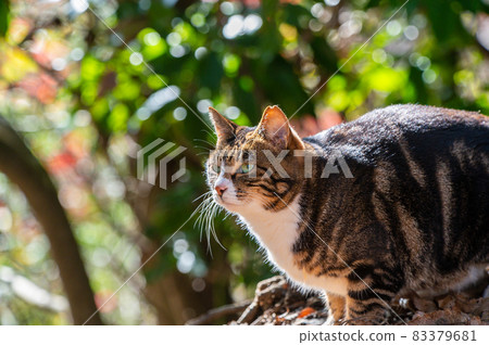 Autumn leaves and stray cats Autumn leaves and stray cats 83379681