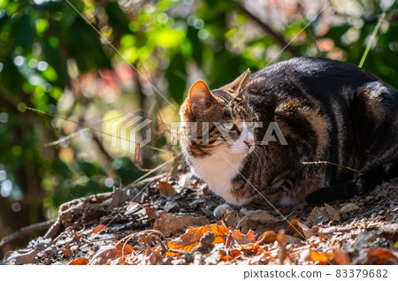 Autumn leaves and stray cats Autumn leaves and stray cats 83379682