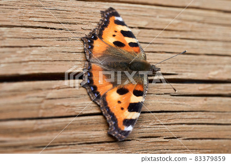 Orange butterfly with open wings on a wooden background Orange butterfly with open wings on a wooden background 83379859