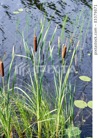 Reed thickets growing in the water on a summer sunny day 83379871