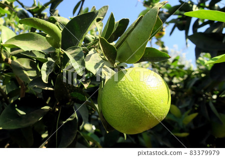 Green orange on a tree branch at the end of October in Cyprus Green orange on a tree branch at the end of October in Cyprus 83379979