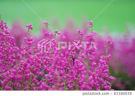 Pink natural blooming heather flowers on floral green background Pink natural blooming heather flowers on floral green background 83380038