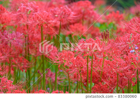 簇簇孤挺花盛開 83380060