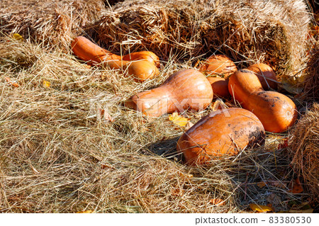 Orange pumpkins are stacked in the hay and lit by bright sunlight. 83380530