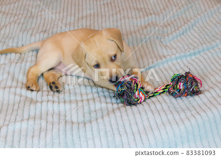 Labrador retriever puppy playing with colorful rope toy Labrador retriever puppy playing with colorful rope toy 83381093