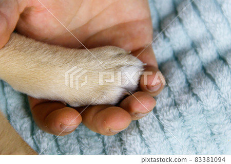 Dog paw and male hand. Concept of friendship, trust, love, help between the person and a dog Dog paw and male hand. Concept of friendship, trust, love, help between the person and a dog 83381094