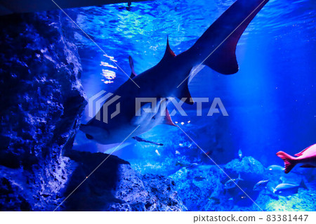 Aquarium shark 83381447
