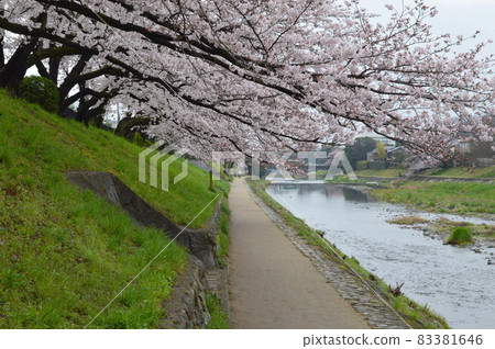 京都市高野川櫻花盛開的小徑 京都市高野川櫻花盛開的小徑 83381646