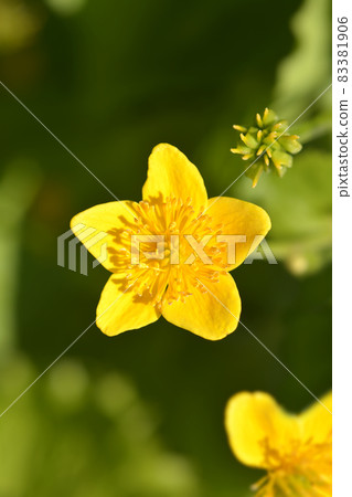 Marsh Marigold Marsh Marigold 83381906