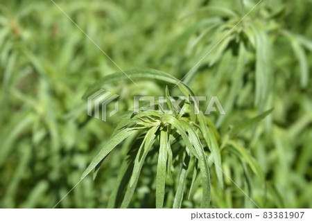 Tarragon leaves Tarragon leaves 83381907