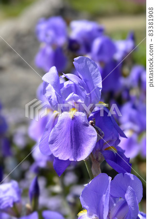 Southern Adriatic Iris Southern Adriatic Iris 83381908