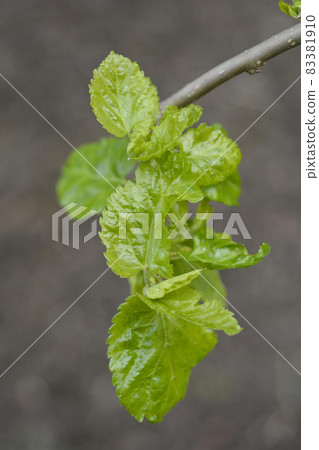 Weeping white mulberry Weeping white mulberry 83381910