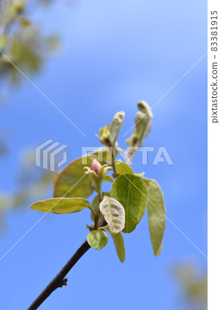 Quince Quince 83381915