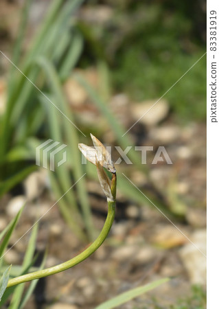 Illyrian iris 83381919
