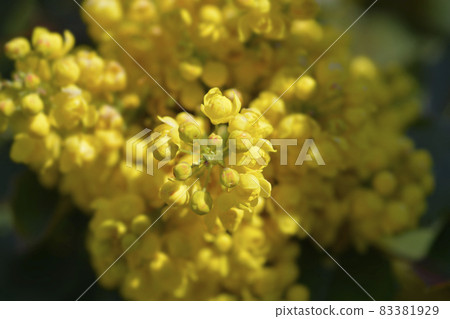 Oregon grape 83381929