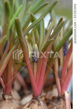 Garden grape hyacinth Garden grape hyacinth 83381942