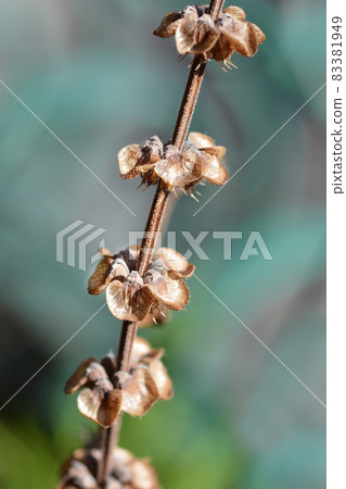 Common basil Common basil 83381949