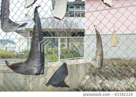 [Dry shark fin at Numazu fishing port] 83382228