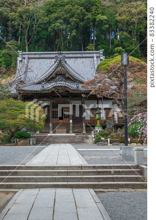 [Weeping cherry tree at Shuzenji] 83382240